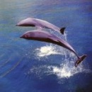 Фотография Анисимова Владислава