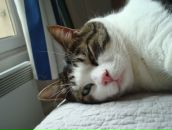 Yulia Piétremont фотография #23 (источник - https://vk.com/id926902)