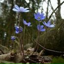 Фотография Курочкиной Марины