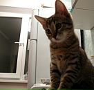 Фотография Шариковой Валентины