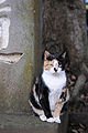 Саша Кошіль фотография #26 (источник - https://vk.com/id75812679)
