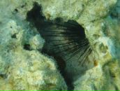 Константин Ш фотография #49 (источник - https://vk.com/id2826395)