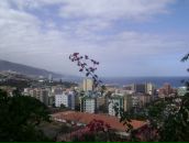 Фотография Эдельвейс Элеи