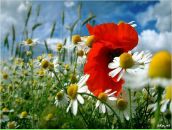 Анюта Кириченко фотография #6 (источник - https://vk.com/id288757)