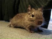 Фотография Лебедев Евгений