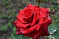 Фотография Князева Алексея