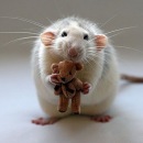 Фотография Шибаева Виталия