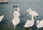 Ліда Гук фотография #35 (источник - https://vk.com/id67315730)