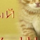 Маська ))) фотография #42 (источник - https://vk.com/id151896606)