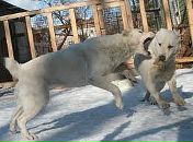 Діма Нікітін фотография #38 (источник - https://vk.com/id38752740)