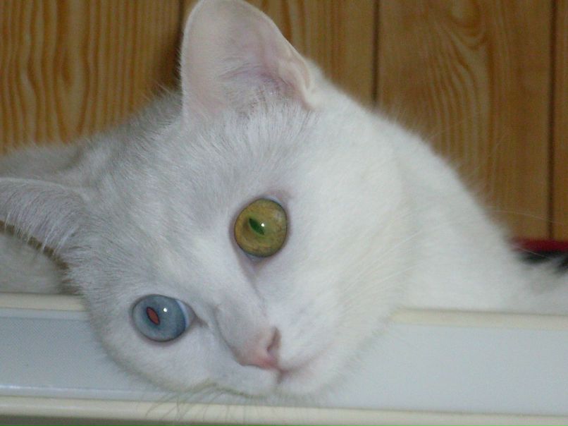 Аня Горячева фотография #36