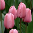 Віолета Барнич фотография #44 (источник - https://vk.com/id104233072)