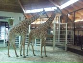 Фотография Наумовича Павла