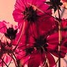 Ірина Яцюк фотография #10 (источник - https://vk.com/id166827082)