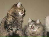 Вікторія Шевченко фотография #30 (источник - https://vk.com/id131902316)