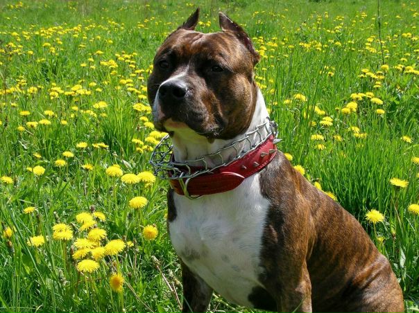 Рая Догелева фото №1