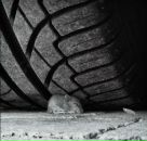 Фотография Кудряшова Александра