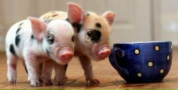 Фотография Полищук Виктории