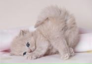 Фотография Кохановской Елены