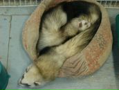 Фотография Горячей Екатерины