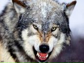 Фотография Волковой Екатерины