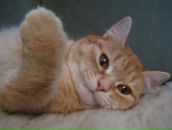 Фотография Никулин Артем