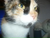 Фотография Petrova Annette