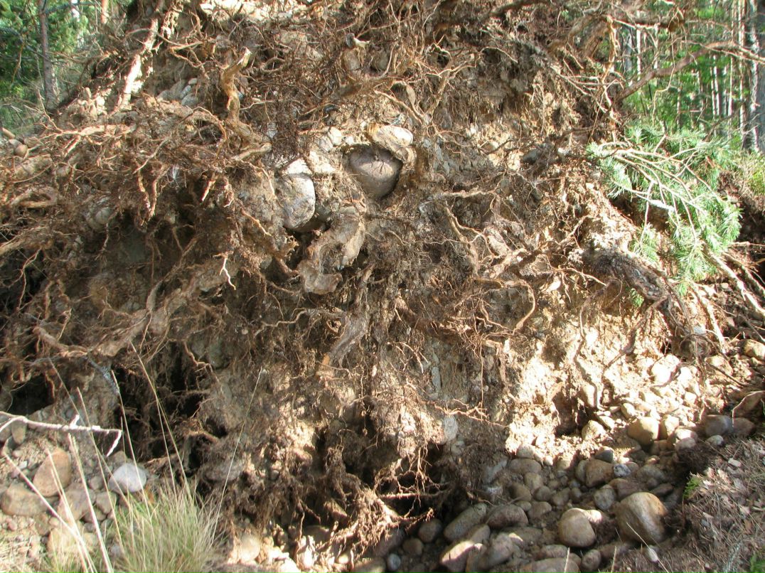 Николай Савельев фотография #3