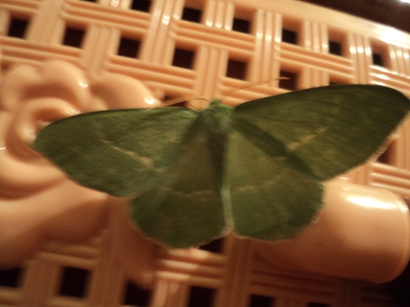 Зейнал Бахшалиев фотография #14