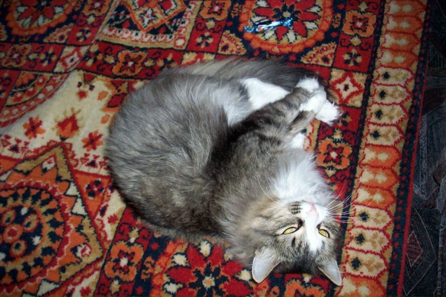 Елена Бедненко фото №15