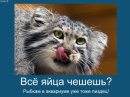 Асиф Зардари фотография #1