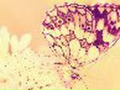 Вірочка Фрищин фотография #16 (источник - https://vk.com/id134079101)