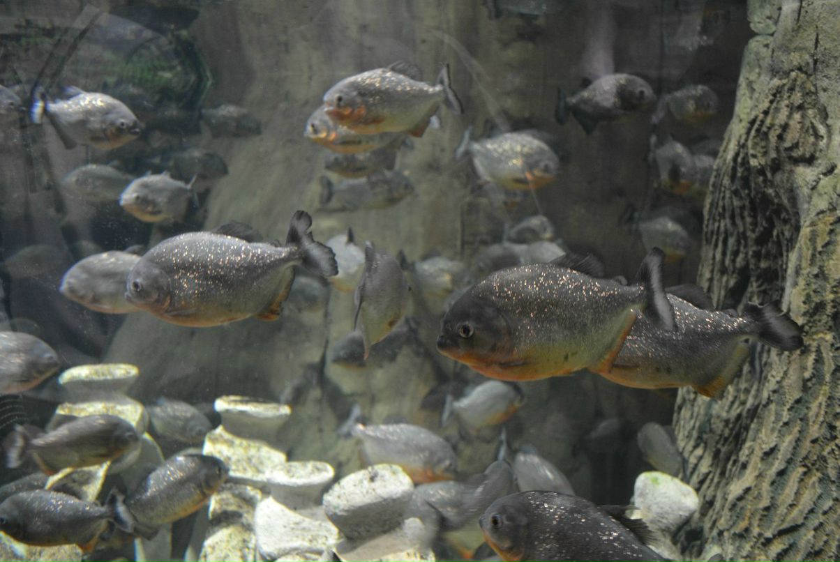 Иван Сотников фотография #42