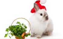 Фотография Антоненко Антон