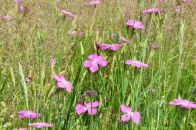 Анна Тарасенко фотография #26 (источник - https://vk.com/id471985)