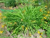 Фотография Любимой Ирины