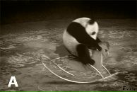 Фотография Лебедева Дмитрия