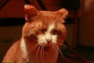 Фотография Котик Татьяны