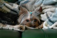 Фотография Быстряковой-Безбородовой Дины