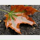 Фотография Батуровой Ольги