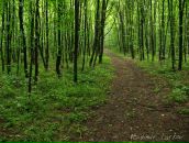 Антон Мищенко фотография #26 (источник - https://vk.com/id21482463)