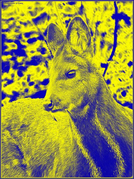 №15, Али Күжүгет, Кызыл, Россия №15, Али Күжүгет, Кызыл, Россия