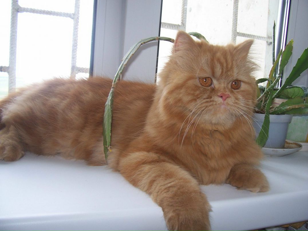 Елена Огун фотография #35