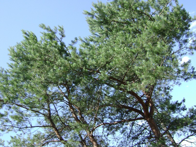 Алексей Мойсенко фотография #43