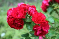 Фотография Ристолайнен Ренаты