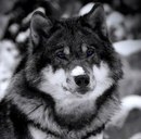 Діма Рева фотография #11 (источник - https://vk.com/id149174885)