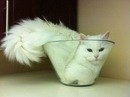 Фотография Татьяна Ли-Ци-Сю