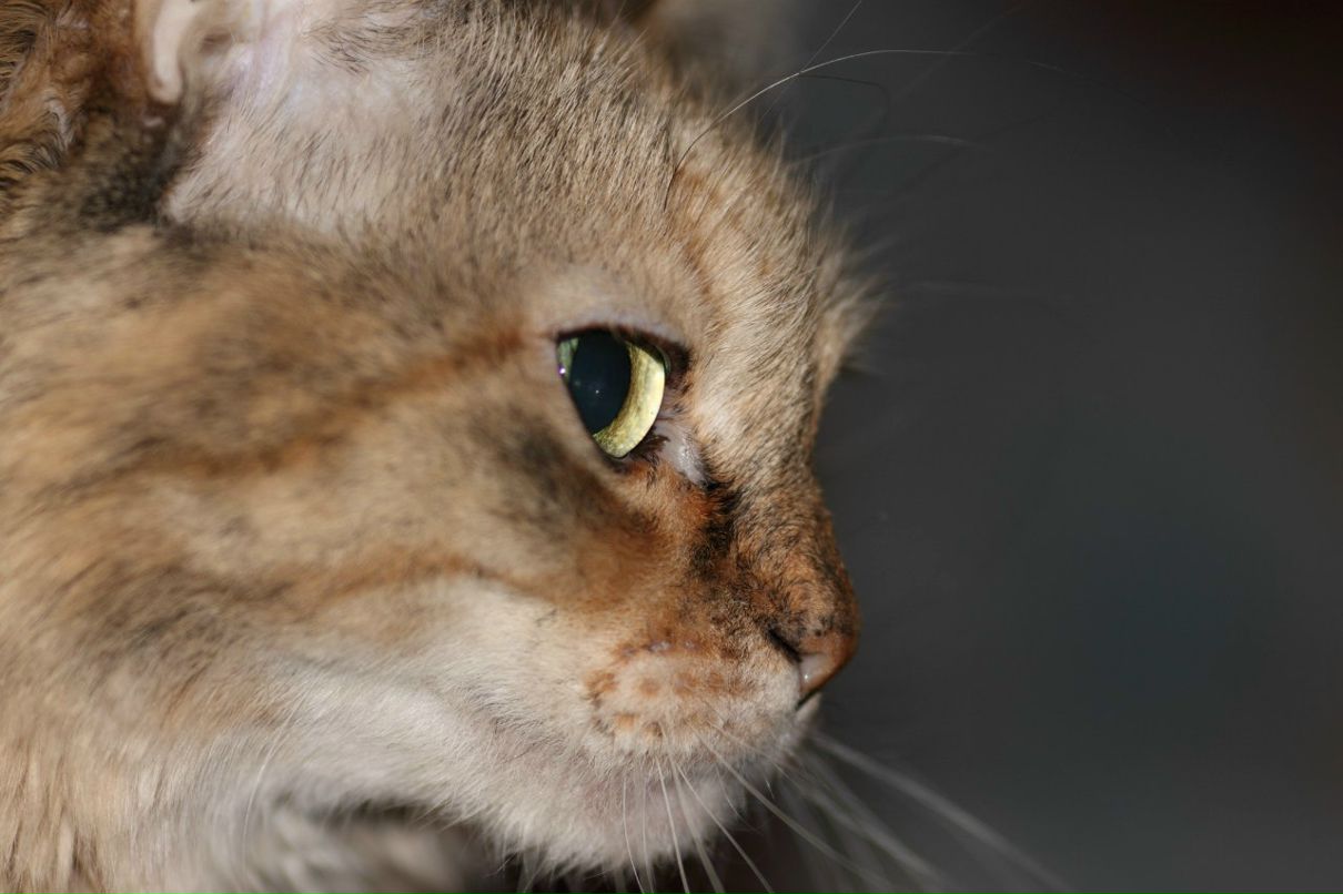 Игорь Григорьев фотография #16