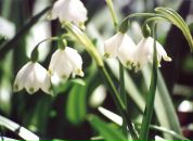 Фотография Неземной Любови