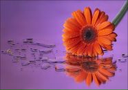 Фотография Близнюк Елены